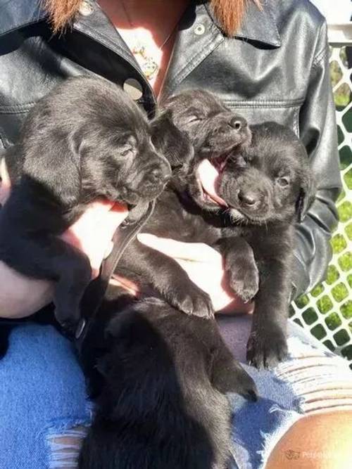 Chunky Champion Bloodline Labrador Cross Puppies for sale in Little Ponton, Grantham - Image 4