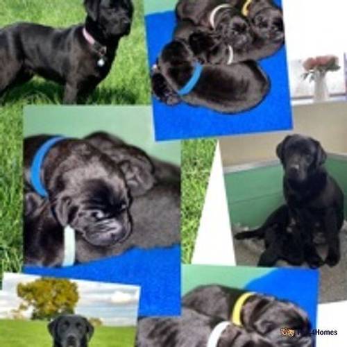 KC Assured Breeder Black Labrador Pups for sale in Askwith, Otley - Image 1