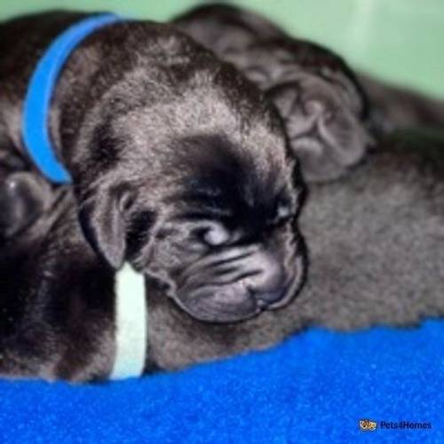 KC Assured Breeder Black Labrador Pups for sale in Askwith, Otley - Image 4