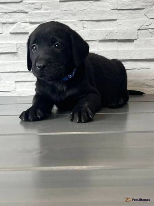 Beautiful Chocolate and black Labrador puppies for sale in Dartford, Kent - Image 2