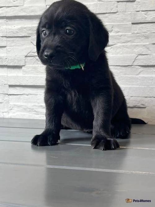 Beautiful Chocolate and black Labrador puppies for sale in Dartford, Kent - Image 3