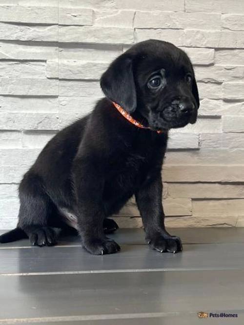 Beautiful Chocolate and black Labrador puppies for sale in Dartford, Kent - Image 4