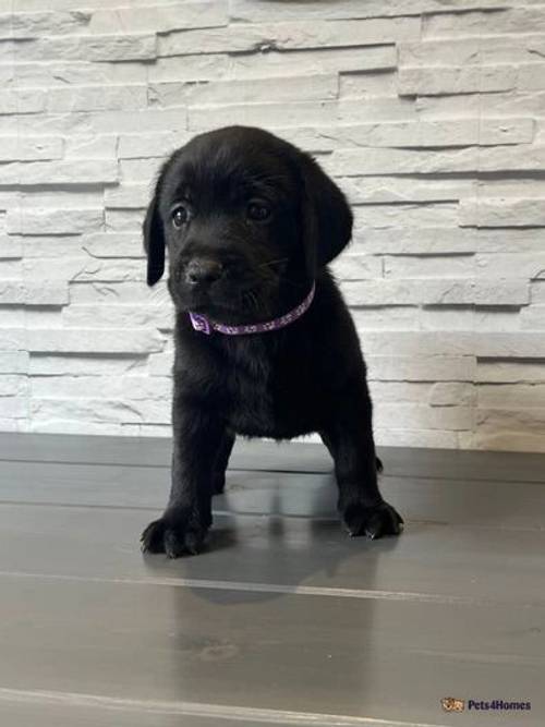 Beautiful Chocolate and black Labrador puppies for sale in Dartford, Kent - Image 5