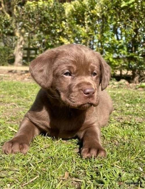 KC REG (SILVER CARRYING) CHOCOLATE LAB PUPS for sale in Holbeach Drove, Lincolnshire - Image 1