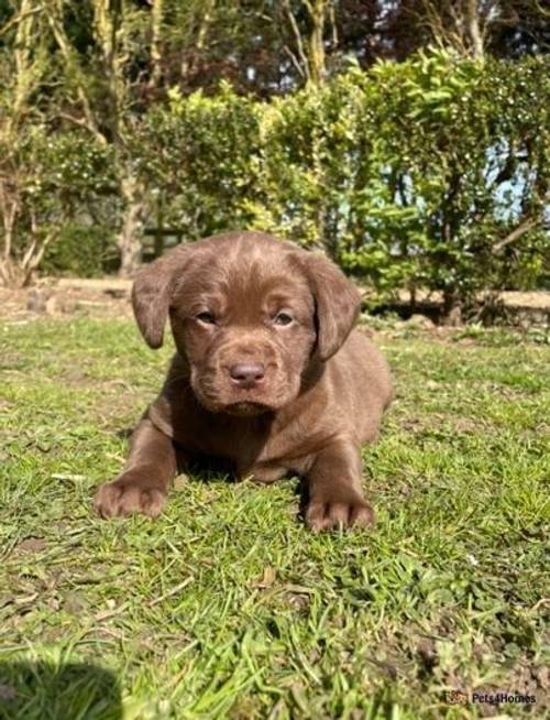 KC REG (SILVER CARRYING) CHOCOLATE LAB PUPS for sale in Holbeach Drove, Lincolnshire - Image 2