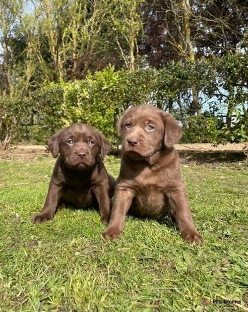 KC REG (SILVER CARRYING) CHOCOLATE LAB PUPS for sale in Holbeach Drove, Lincolnshire - Image 5