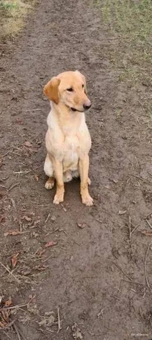 Lab dog pup for sale in Malton, North Yorkshire - Image 1