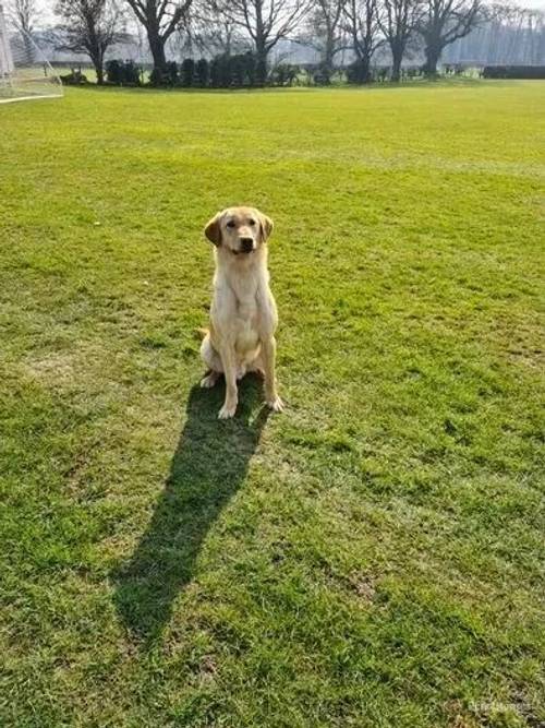 Lab dog pup for sale in Malton, North Yorkshire - Image 4