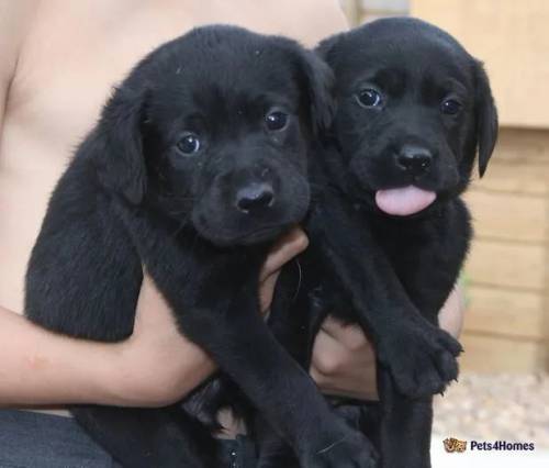 Last two Black lab males left reduced to £800 for sale in Doncaster, South Yorkshire - Image 2