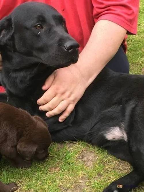 Last two Black lab males left reduced to £800 for sale in Doncaster, South Yorkshire - Image 4