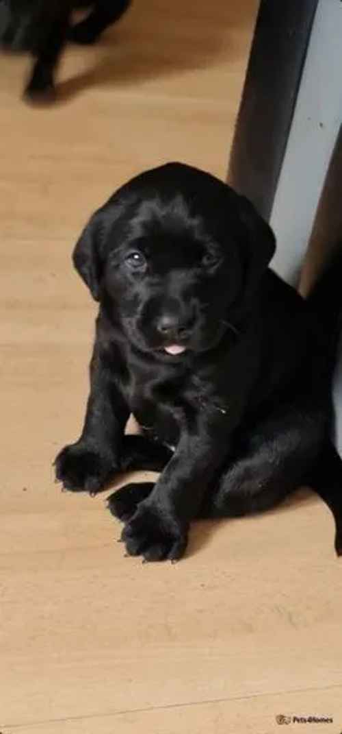 Gorgeous chunky black kc reg lab pups for sale in Harraton, Washington - Image 1