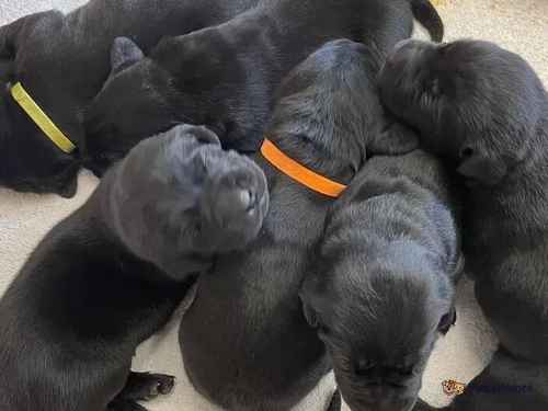Family Bred KC Registered Black Labrador Puppies for sale in Billingford, Dereham - Image 1