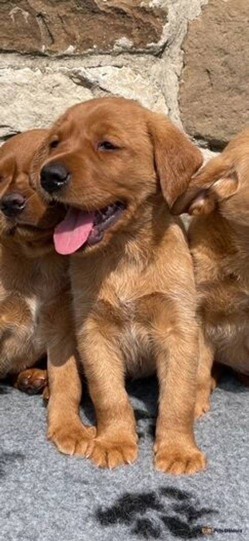 KC reg fox red labs fully health tested for sale in Thorpe Hesley, South Yorkshire - Image 1