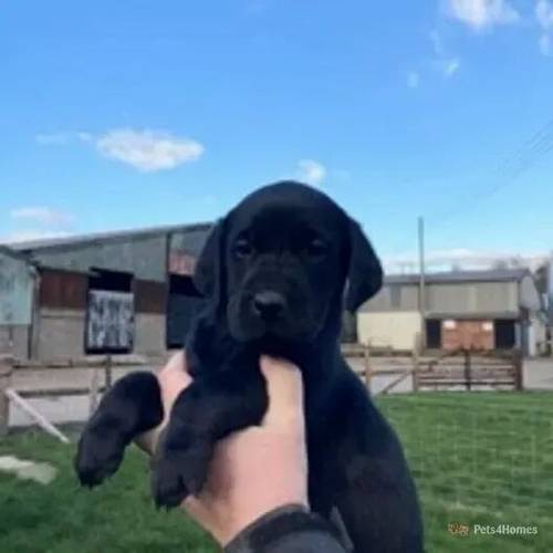 READY NOW KC Lab Pups 3 boys left for sale in More, Bishops Castle - Image 3