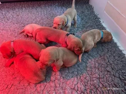 KC Reg Fox Red Puppies for sale in Amersham, Buckinghamshire - Image 4