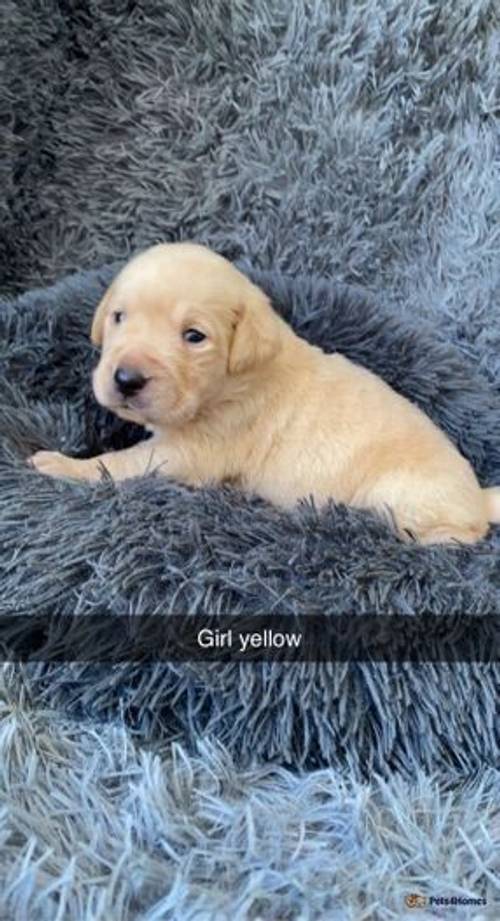 Champagne Labrador pups silver carries for sale in Upper Langwith, Mansfield - Image 1