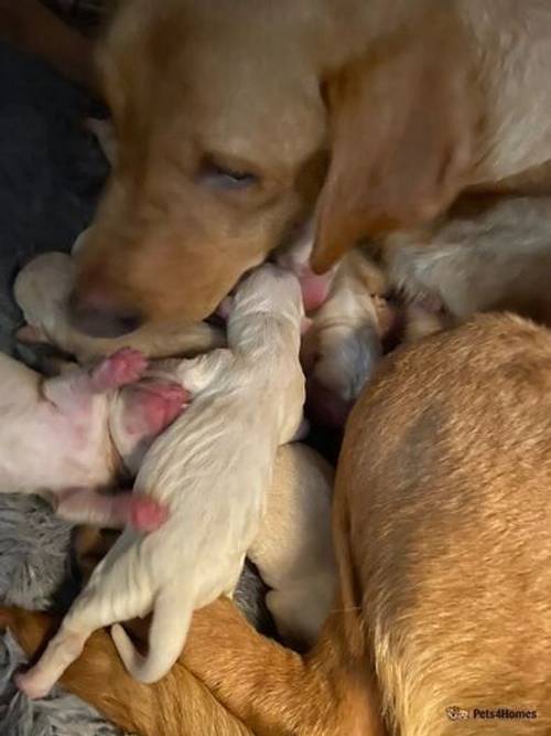 Champagne Labrador pups silver carries for sale in Upper Langwith, Mansfield - Image 3