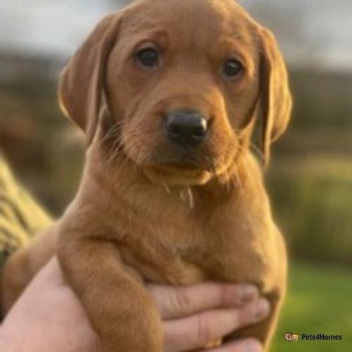 Beautiful KC Reg Fox Red , Yellow Pups for sale in Dunfermline, Fife - Image 1