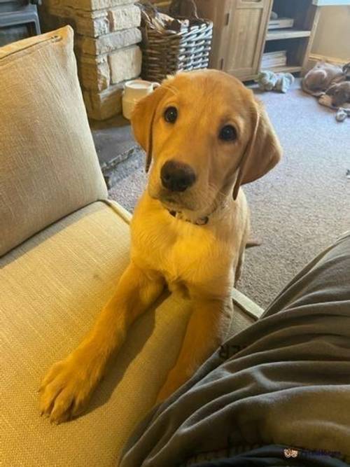 Golden Labrador Puppy for sale in Denshaw, Oldham - Image 1