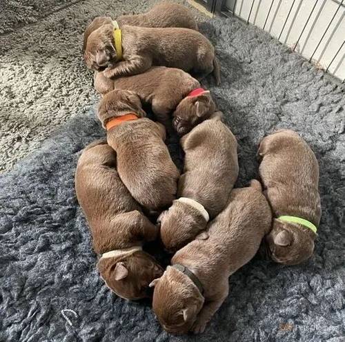 Chocolate Labrador Puppies. 5th Gen KC for sale in North Leverton, Retford - Image 1