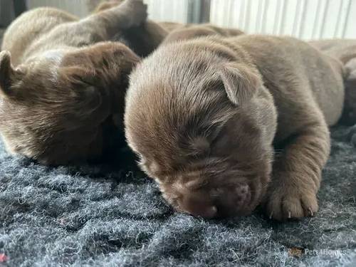 Chocolate Labrador Puppies. 5th Gen KC for sale in North Leverton, Retford - Image 3