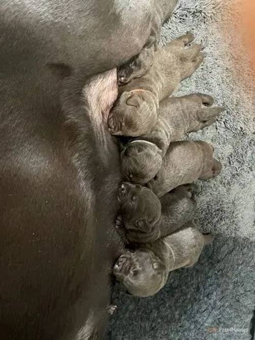 Chocolate Labrador Puppies. 5th Gen KC for sale in North Leverton, Retford - Image 5