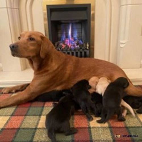 Stunning KC Lab pups from health tested parents for sale in Rainworth, Mansfield - Image 1