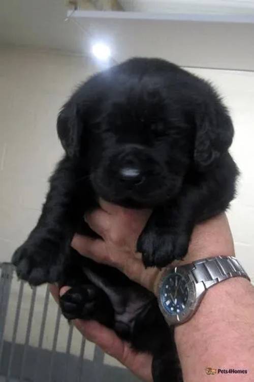 K.C. Assured Breeder Labrador Retriever Puppies for sale in Coelbren, Powys - Image 2