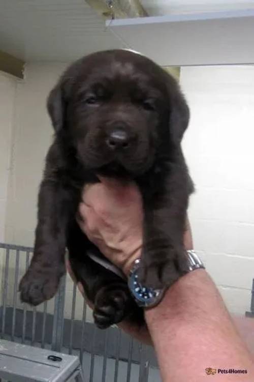 K.C. Assured Breeder Labrador Retriever Puppies for sale in Coelbren, Powys - Image 3