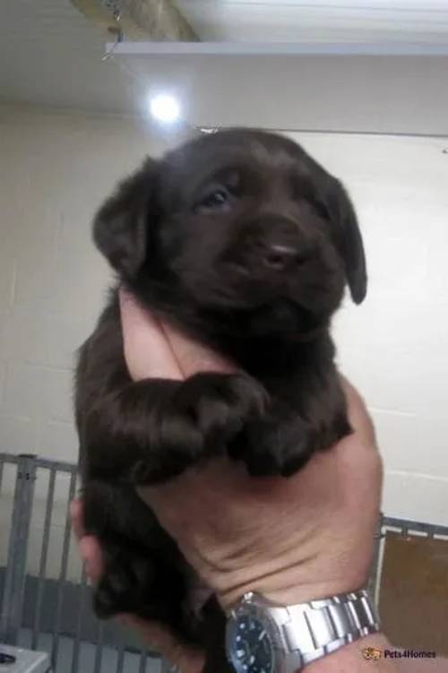 K.C. Assured Breeder Labrador Retriever Puppies for sale in Coelbren, Powys - Image 5