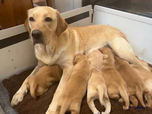 Gorgeous, well bred Labrador Puppies for sale in Ewyas Harold, Herefordshire - Image 1