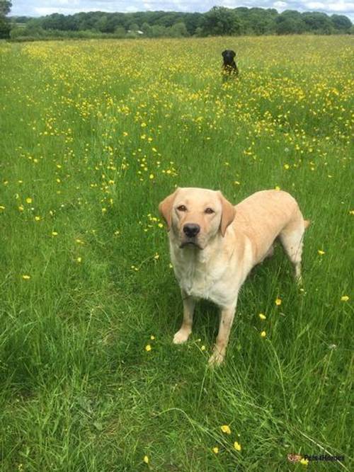 Gorgeous, well bred Labrador Puppies for sale in Ewyas Harold, Herefordshire - Image 3