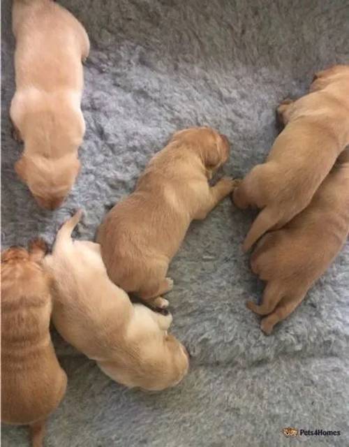 Gorgeous, well bred Labrador Puppies for sale in Ewyas Harold, Herefordshire - Image 4