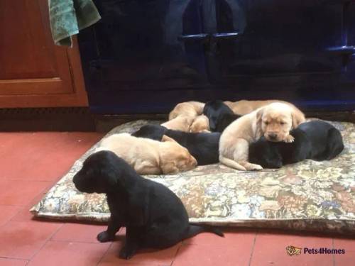 Litter of 9 home bred labradors for sale in Orleton, Ludlow - Image 5