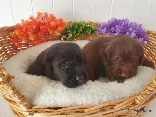 KC DNA FULLY TESTED PUPPIES for sale in Thorrington, Colchester - Image 1