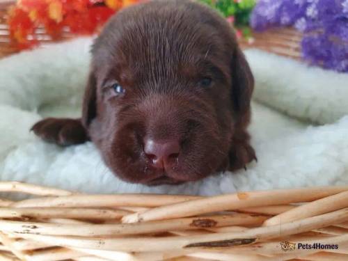 KC DNA FULLY TESTED PUPPIES for sale in Thorrington, Colchester - Image 2