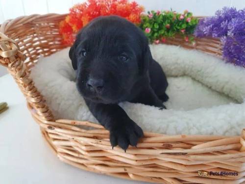 KC DNA FULLY TESTED PUPPIES for sale in Thorrington, Colchester - Image 4