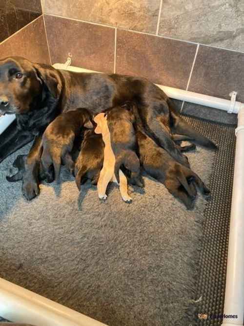 KC Health Tested Labrador Puppies for sale in Oakley, Dunfermline - Image 1