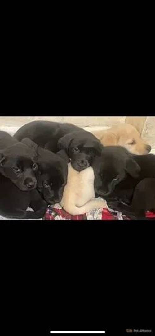 KC registered Labrador Puppies for sale in Melton Mowbray, Leicestershire - Image 3