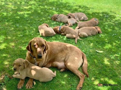 SUPREME KC FULLY HEALTH TESTED LABRADOR PUPPIES for sale in Addlestone, Surrey - Image 2