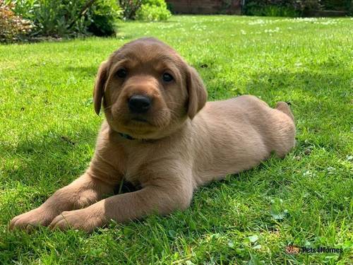 SUPREME KC FULLY HEALTH TESTED LABRADOR PUPPIES for sale in Addlestone, Surrey - Image 3