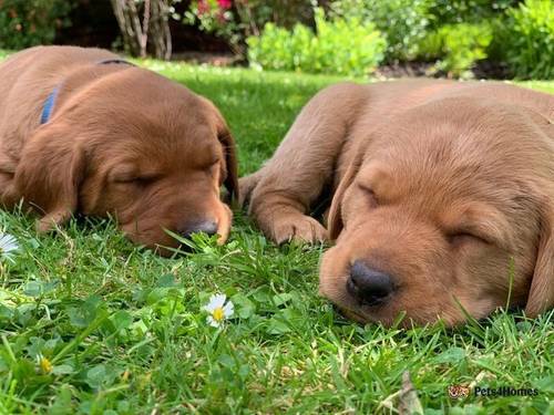 SUPREME KC FULLY HEALTH TESTED LABRADOR PUPPIES for sale in Addlestone, Surrey - Image 4