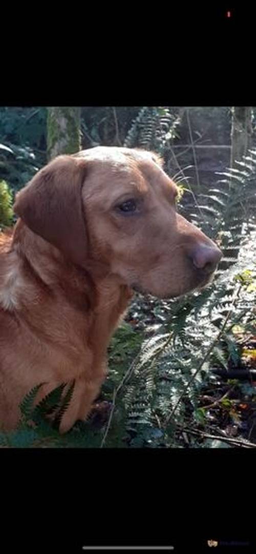 SUPREME KC FULLY HEALTH TESTED LABRADOR PUPPIES for sale in Addlestone, Surrey - Image 5