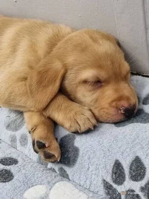 Beautiful KC Golden Labrador Girl Pups RdyApril for sale in Redmere, Ely - Image 4