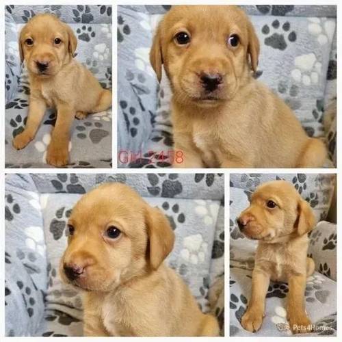 Beautiful KC Golden Labrador Girl Pups RdyApril for sale in Redmere, Ely - Image 5