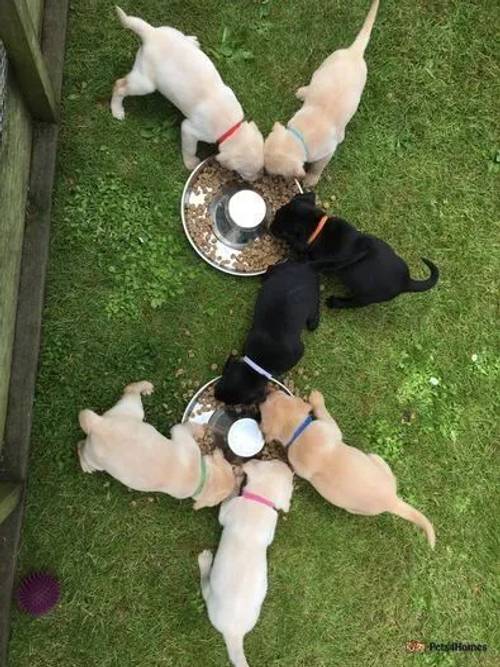 Beautiful Labrador Pups for sale in Crathorne, Yarm - Image 1