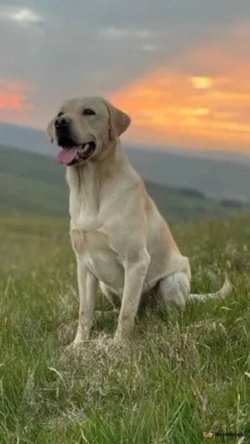 Beautiful Labrador Pups for sale in Crathorne, Yarm - Image 3