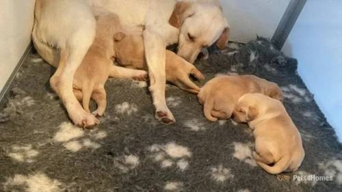 Yellow Labrador Puppies for sale in Marbury, Whitchurch - Image 1