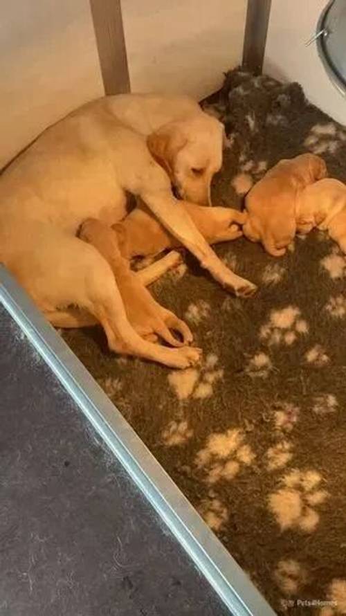 Yellow Labrador Puppies for sale in Marbury, Whitchurch - Image 3