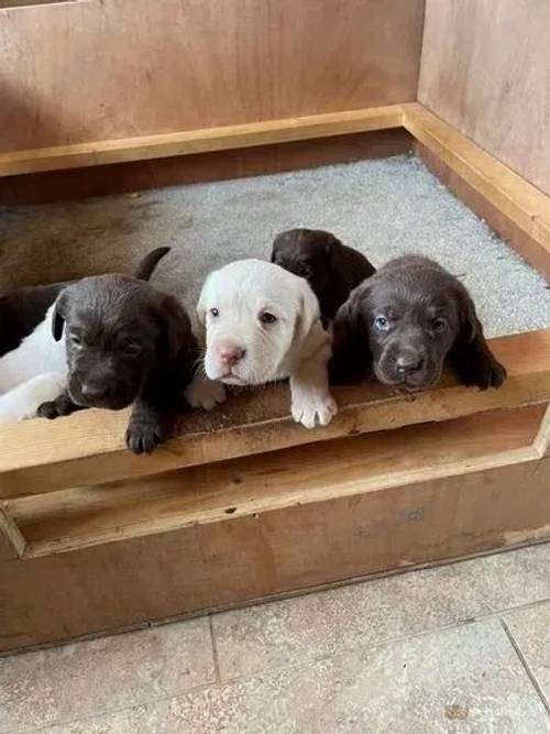 Labrador Puppies Chocolate & Cream for sale in Winnal, Herefordshire - Image 1